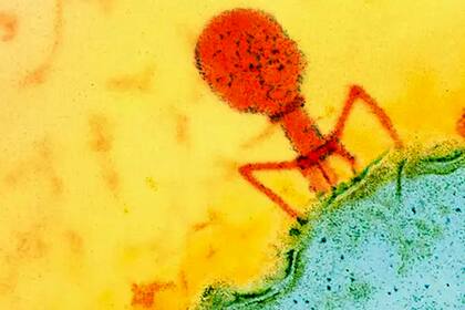 Un virus bacteriófago visto con microscopio