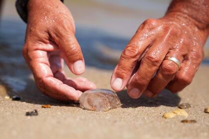 Visitantes de las playas de Delaware sufren por el aumento en la población de medusas
