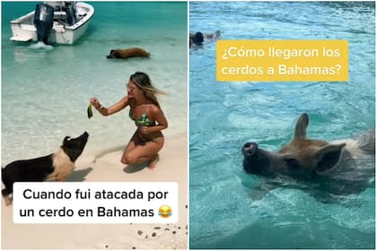 Visitar el cayo Big Major, habitado por cerdos, es un atractivo turístico en Bahamas