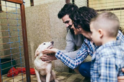 Visitar refugios es el primer paso en el proceso de adopción de un perro