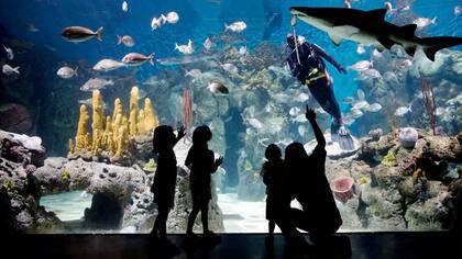 Visitar Temaikèn es una experiencia fascinante para grandes y chicos.