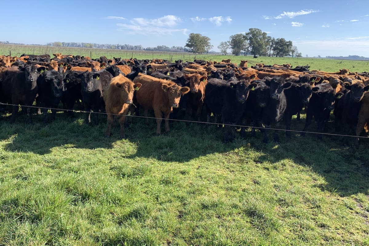 Vislumbran buenos precios para la ganadería