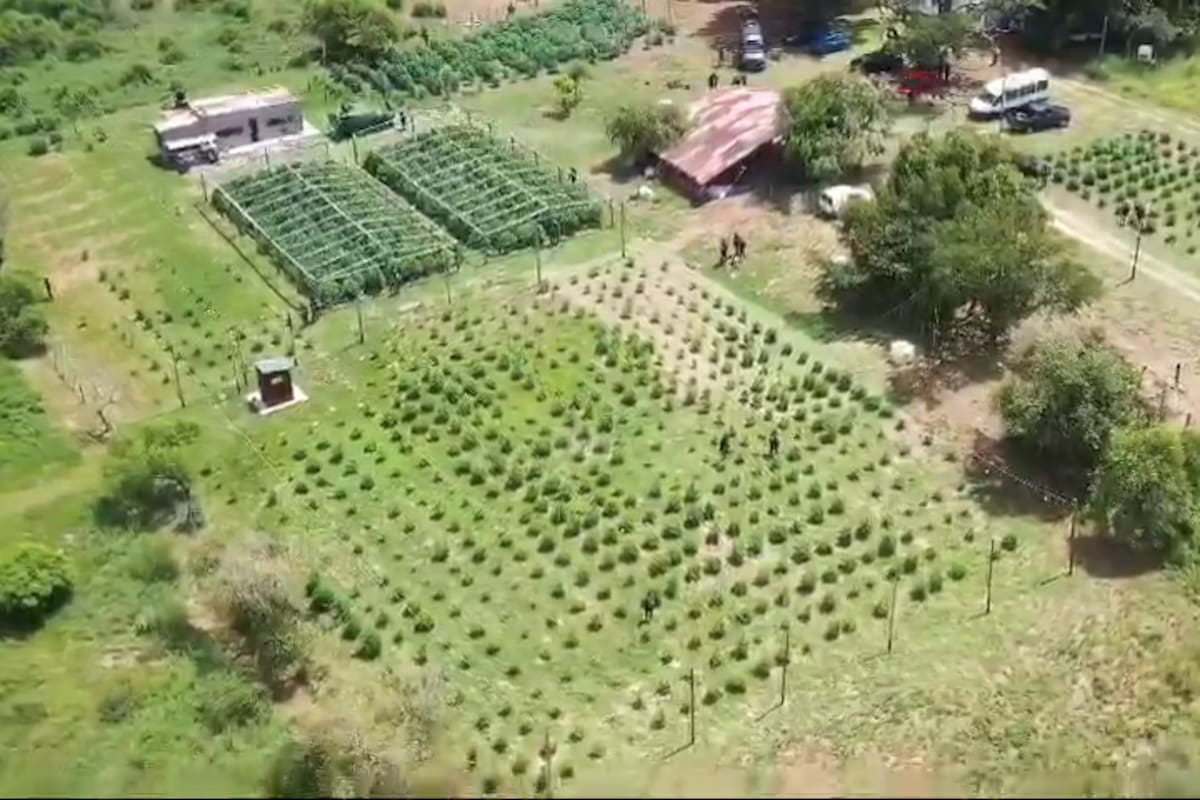Vista aérea de la plantación de cannabis que regenteaba Gabriel "Cachiporra" Nudel, líder de la barra brava de Colón