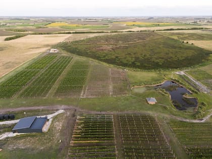 Vista aérea de los viñedos