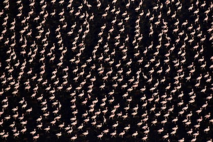 Vista aérea de los flamencos menores (Phoeniconaias minor) caminando a través de aguas poco profundas a la luz del sol de la tarde, el lago Natron, Tanzania.
Según el Informe Planeta Vivo 2020 hubo una disminución promedio global del 68% de las casi 21.000 poblaciones estudiadas de mamíferos, aves, anfibios, reptiles y peces entre 1970 y 2016.