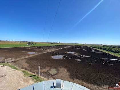 Vista aérea del feedlot donde se encontraron los animales denunciados