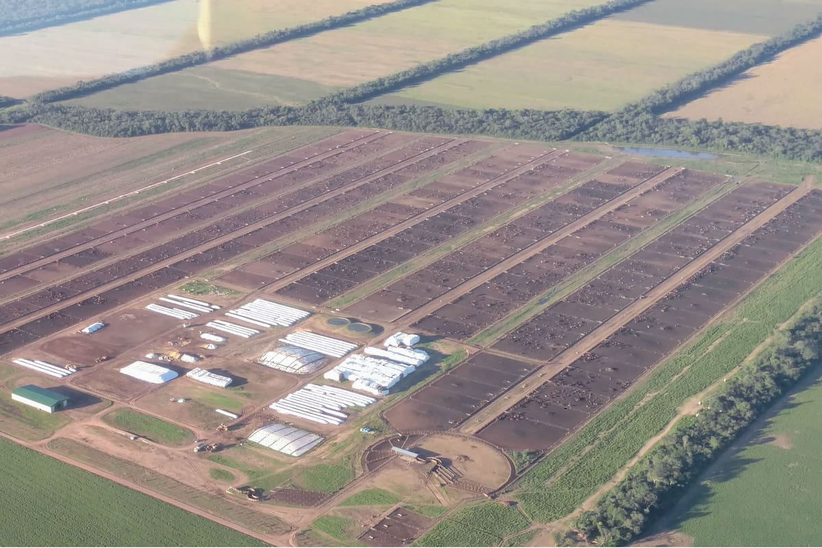 Vista aérea del feedlot en Taratagal