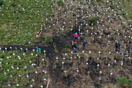 Vista aérea que muestra a familiares de víctimas del Covid-19 esparciendo sus cenizas en huecos donde plantan árboles durante un homenaje a sus seres queridos y como parte del programa Cenizas Fuente de Vida de la ONG ambiental Colombia Life Reserve en la reserva natural de Páramo de Guerrero en el municipio de Cogua, cerca de Bogotá. (Foto de Raúl ARBOLEDA / AFP)