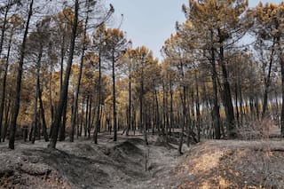Bomberos combaten uno de los mayores incendios de España durante ola de calor en el Mediterráneo