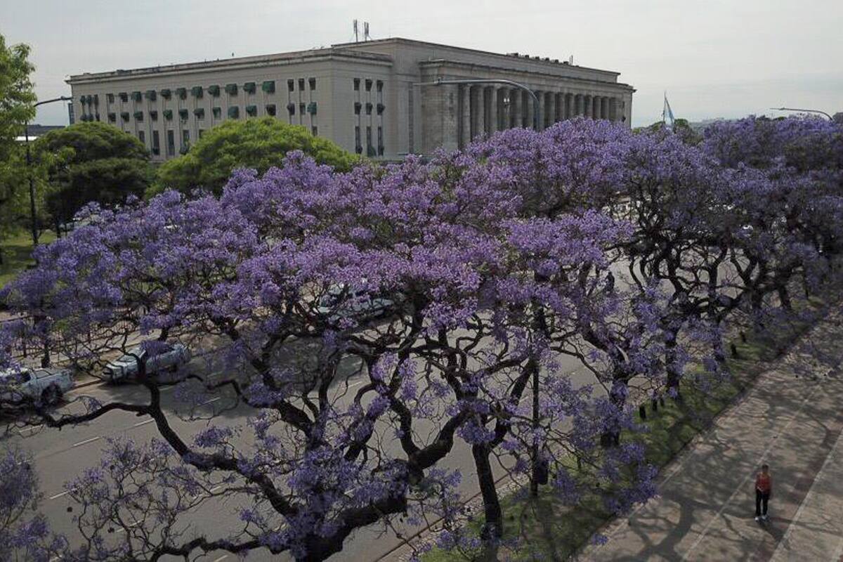 Vista de los jacarandás con el drone de LA NACION