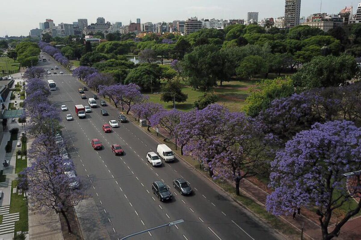 Vista de los jacarandás con el drone de LA NACION