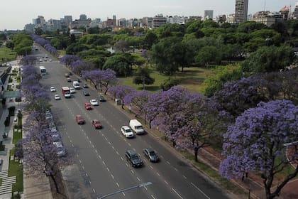 Vista de los jacarandás con el drone de LA NACION