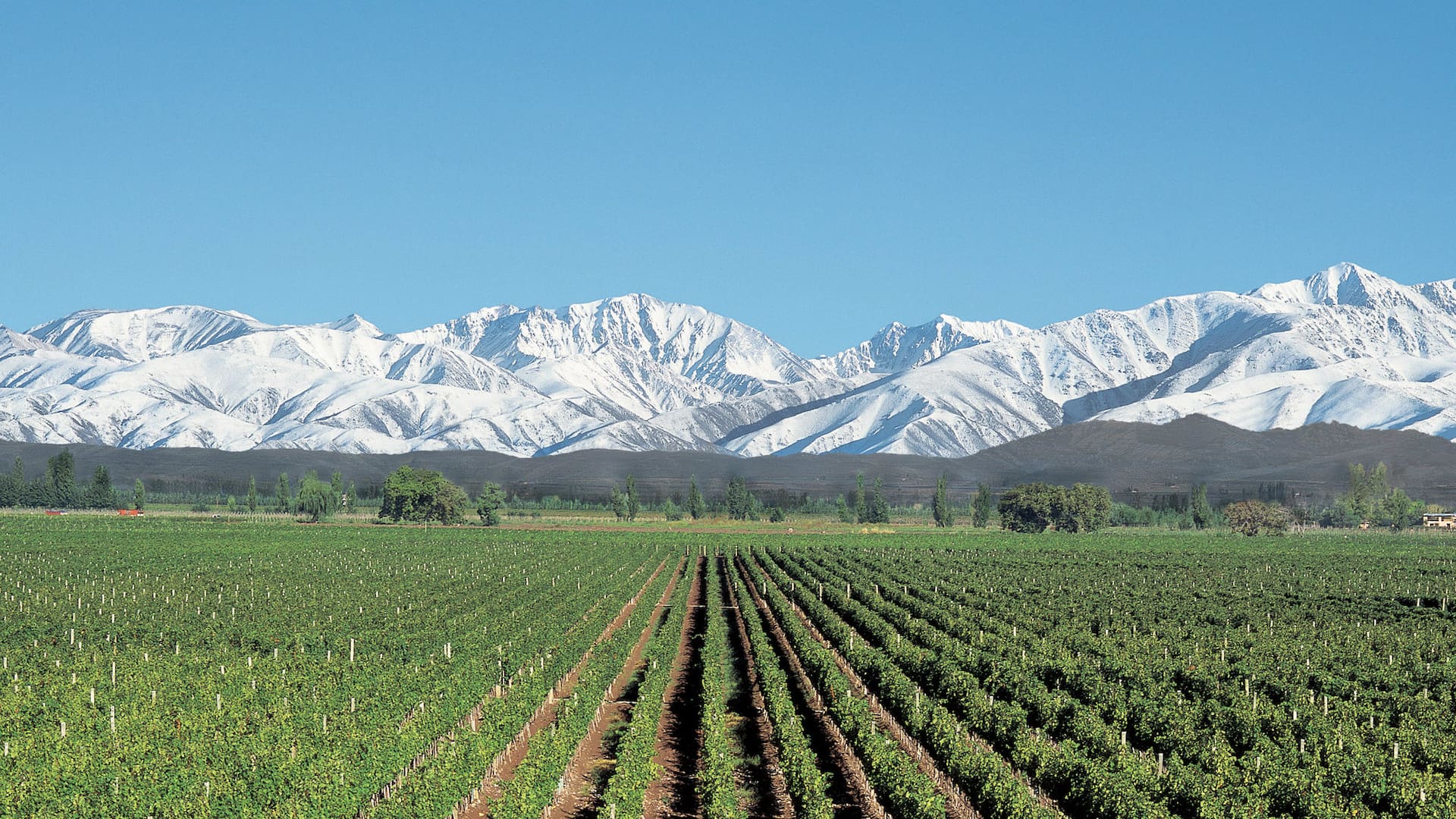 Vista de los viñedos en Agrelo, Luján de Cuyo, donde se encuentra la mejor bodega del mundo