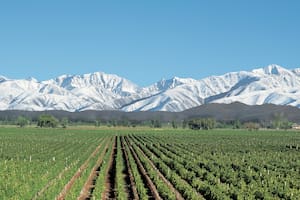 Vista de los viñedos en Agrelo, Luján de Cuyo, donde se encuentra la mejor bodega del mundo