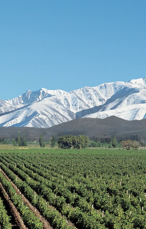 Vista de los viñedos en Agrelo, Luján de Cuyo, donde se encuentra la mejor bodega del mundo