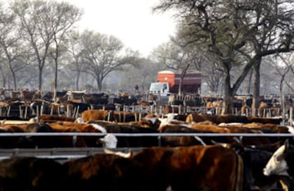 Vista del feedlot Los Corrales de Nicanor, en el norte santafesino. La empresa busca volver a poblar el establecimiento y abastecer principalmente al frigorífico Friar