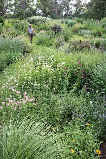 Un sendero permite recorrer el jardín por dentro. En la distancia, varias gramíneas, como Miscanthus sinensis ‘Cosmopolitan’ y cultivares de Panicum virgatum.
