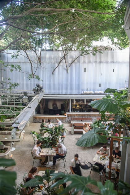 Vista del patio donde se ve cómo las ramas del árbol atraviesan la construcción
