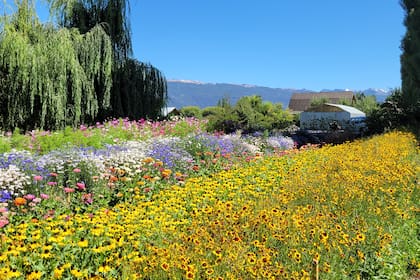 Vista general de Chacra Jardín de Campo, un proyecto que incluye la venta de semillas florales agroecológicas, de ramos de flores y donde también se dictan talleres y reciben a turistas.