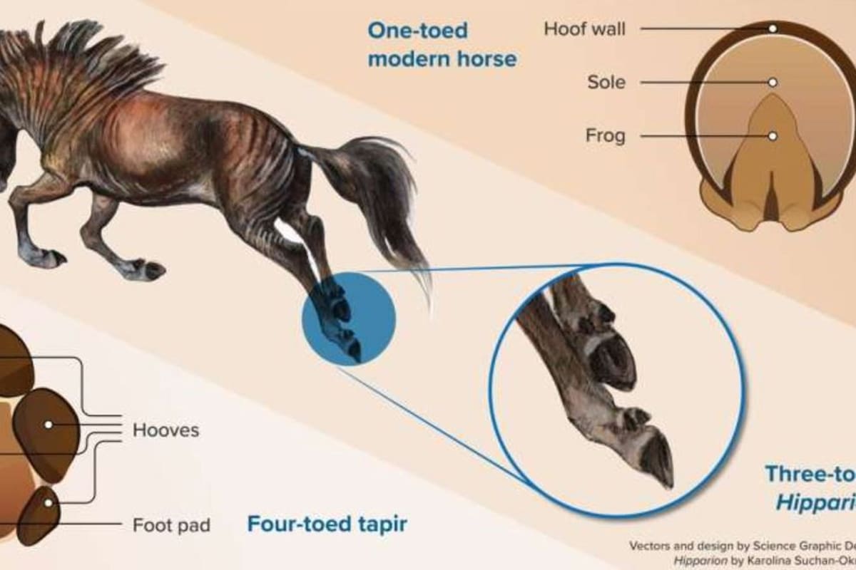 Vista plantar (debajo) de las patas de un tapir de cuatro dedos (izquierda) y un caballo de un dedo (derecha). En el medio, una reconstrucción del extinto caballo de tres dedos Hipparion.