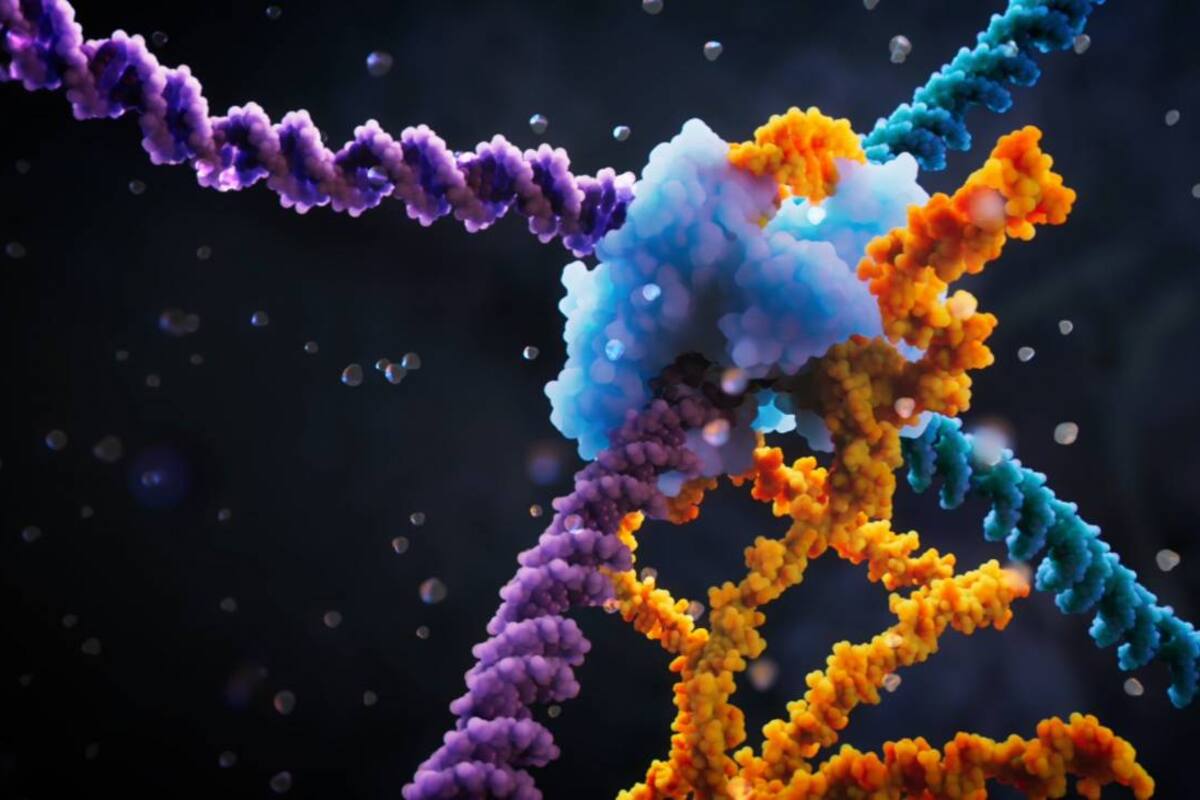 Visualización del mecanismo de la recombinasa puente. / Visual Science