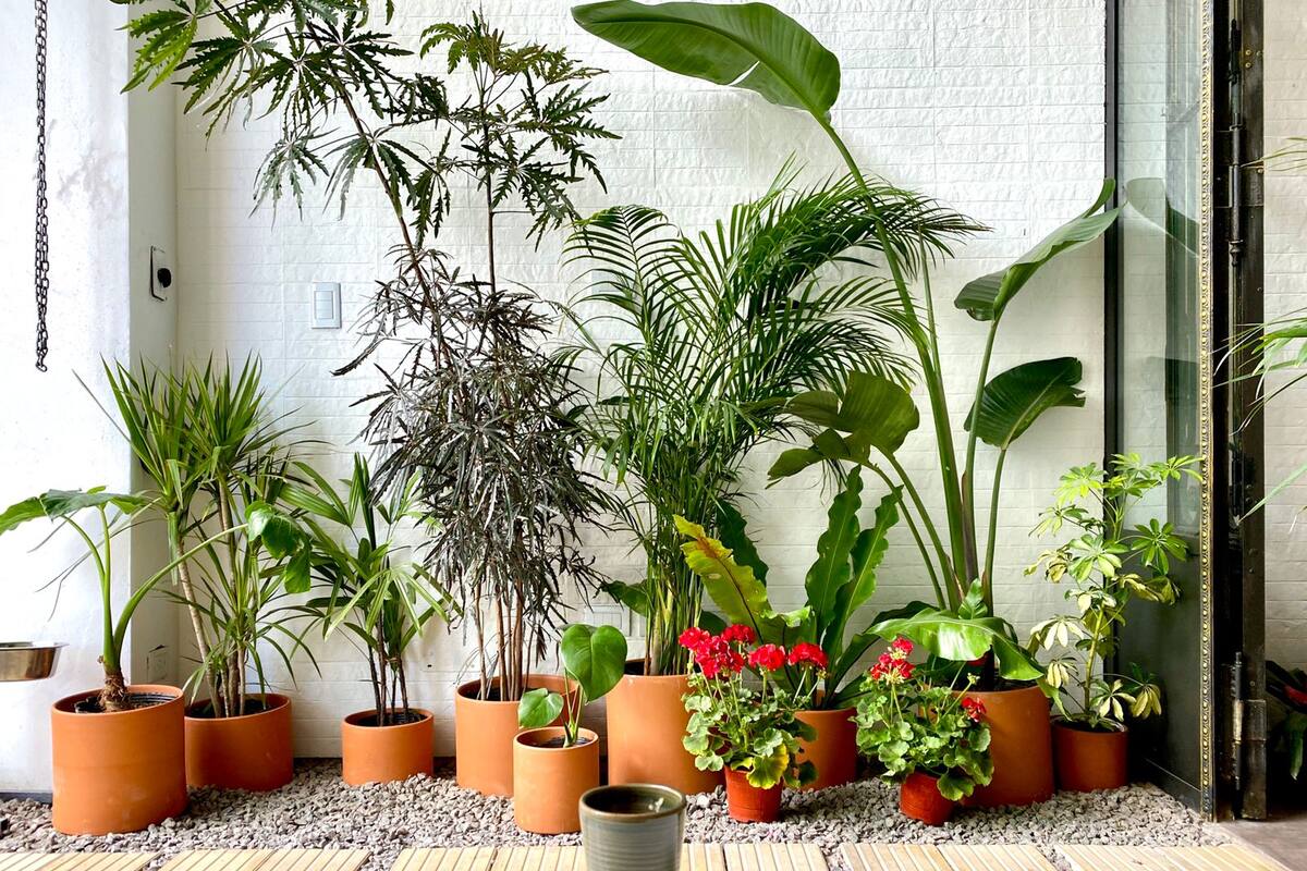 Viveros, florerías, jardines verticales y servicios de paisajismo. Todos, de la mano de Club.