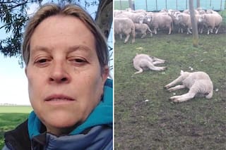 Los pumas ya mataron más de 100 ovejas en una región y una familia vive asustada