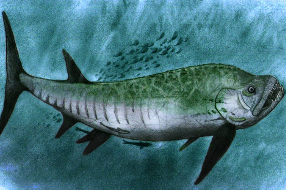 Vivió en el período Cretácico: medía 6 metros y tenía la cabeza llena de dientes