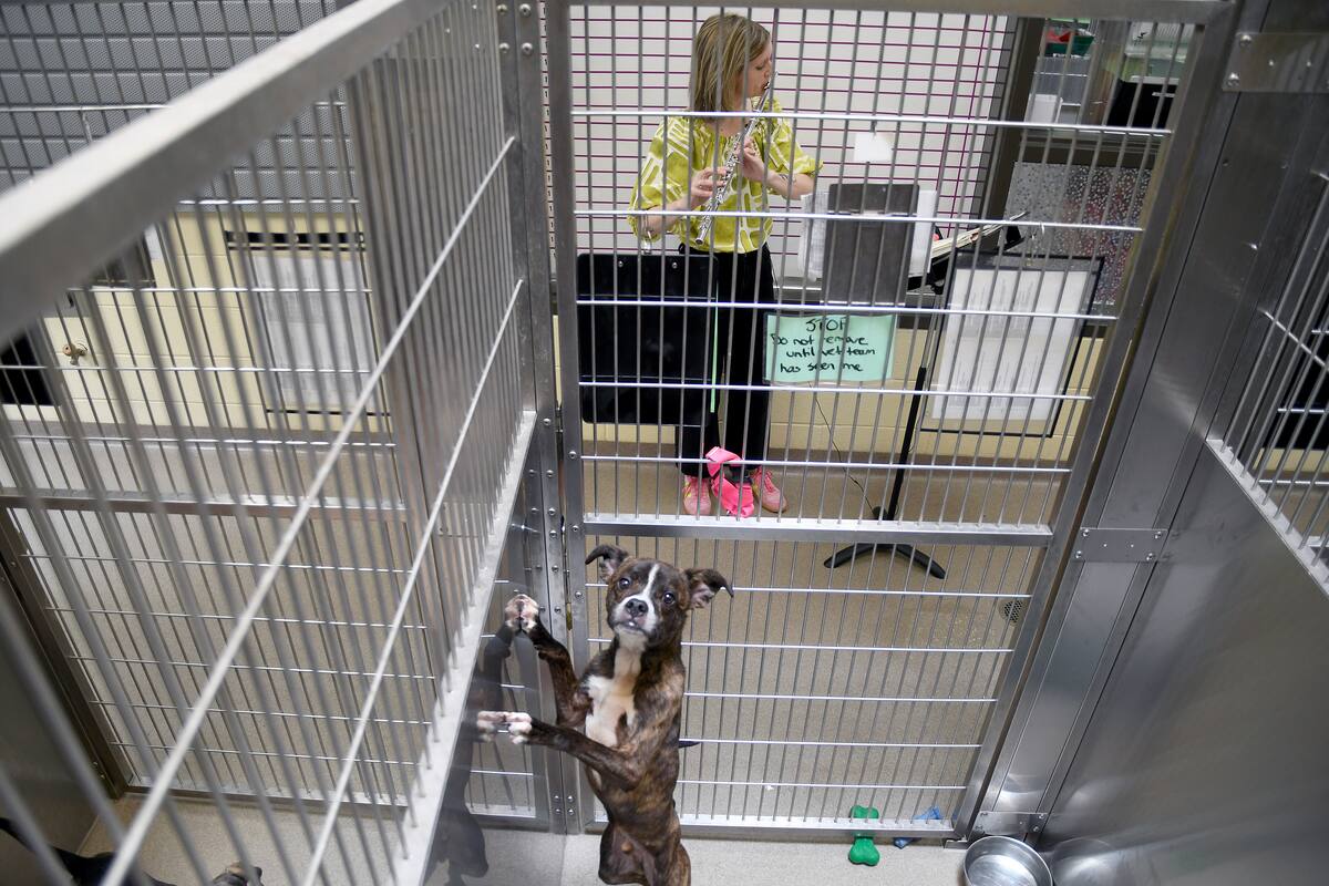 Voluntarios tocan música para calmar a animales en refugios