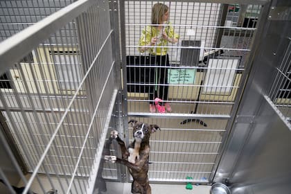 Voluntarios tocan música para calmar a animales en refugios