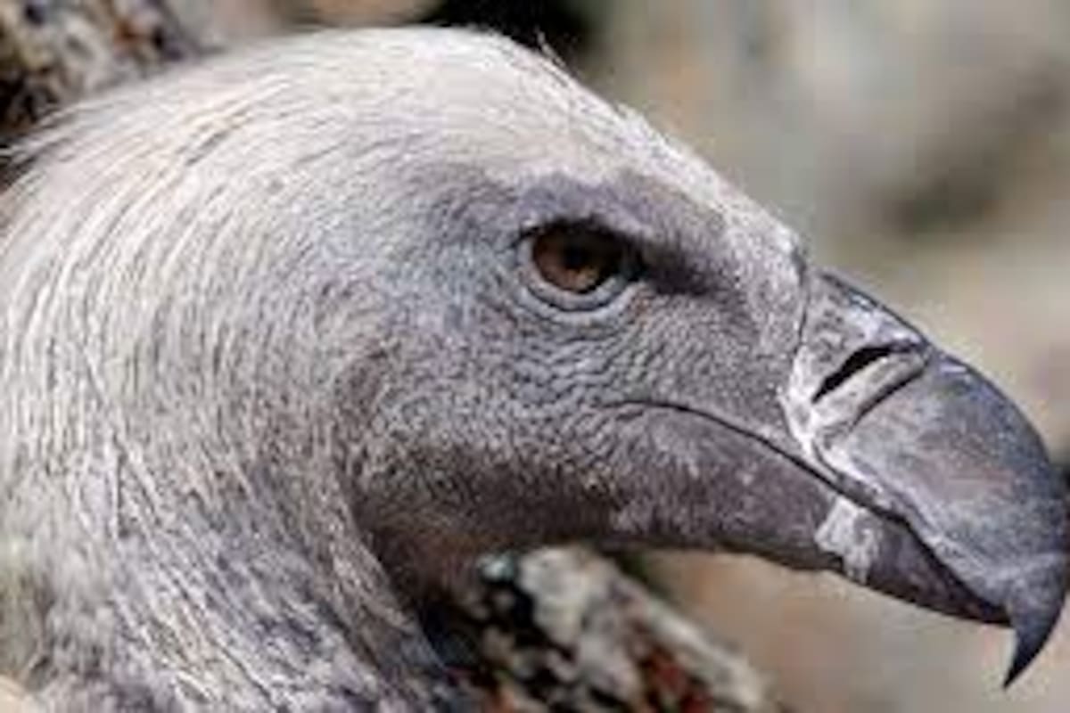 Volvían de almorzar y un buitre se les apareció en el living de su casa