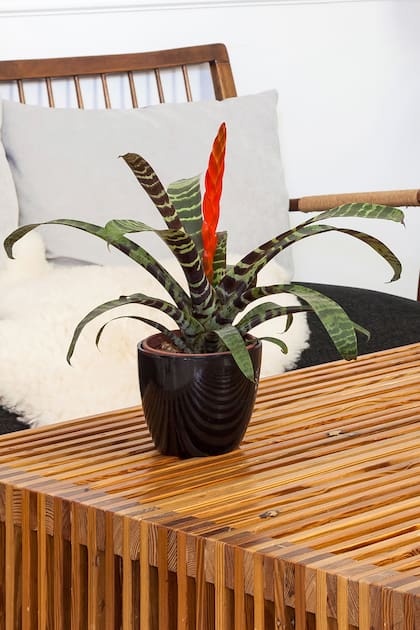 Vriesea splendens