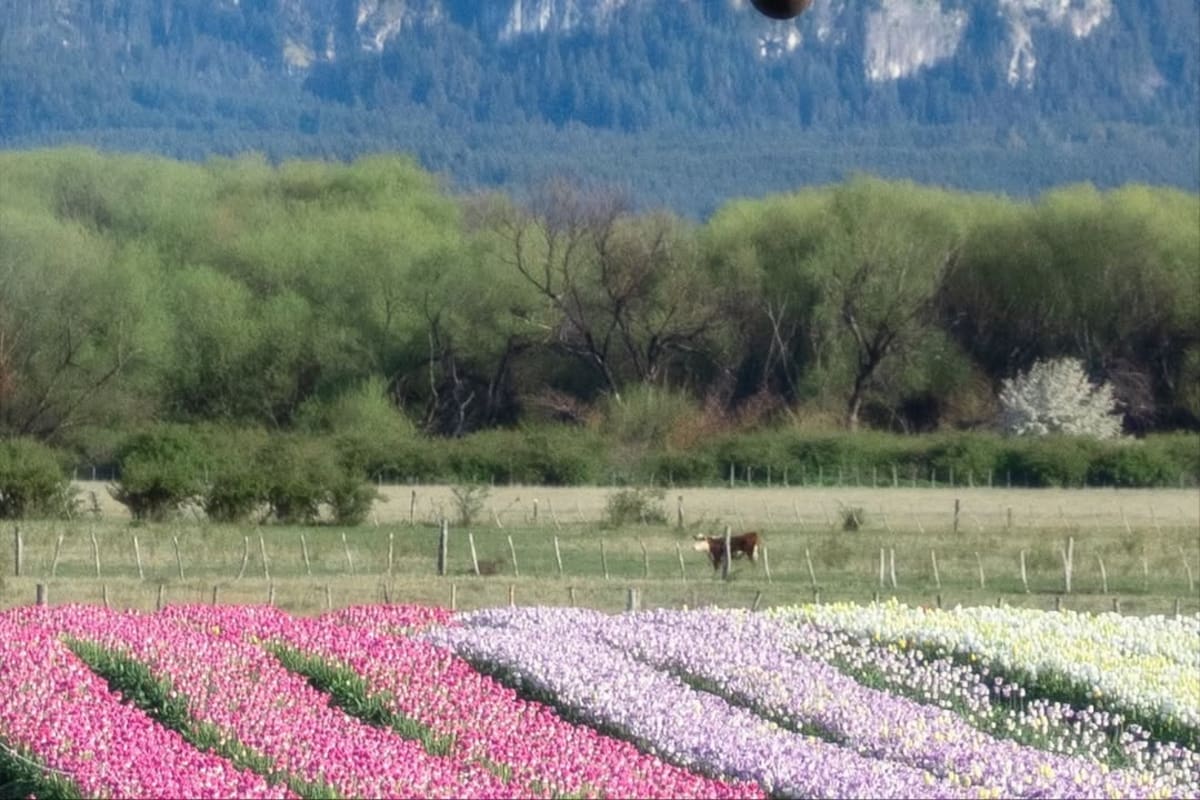 Vuelos sobre un cultivo de tulipanes, una experiencia inédita en la Patagonia