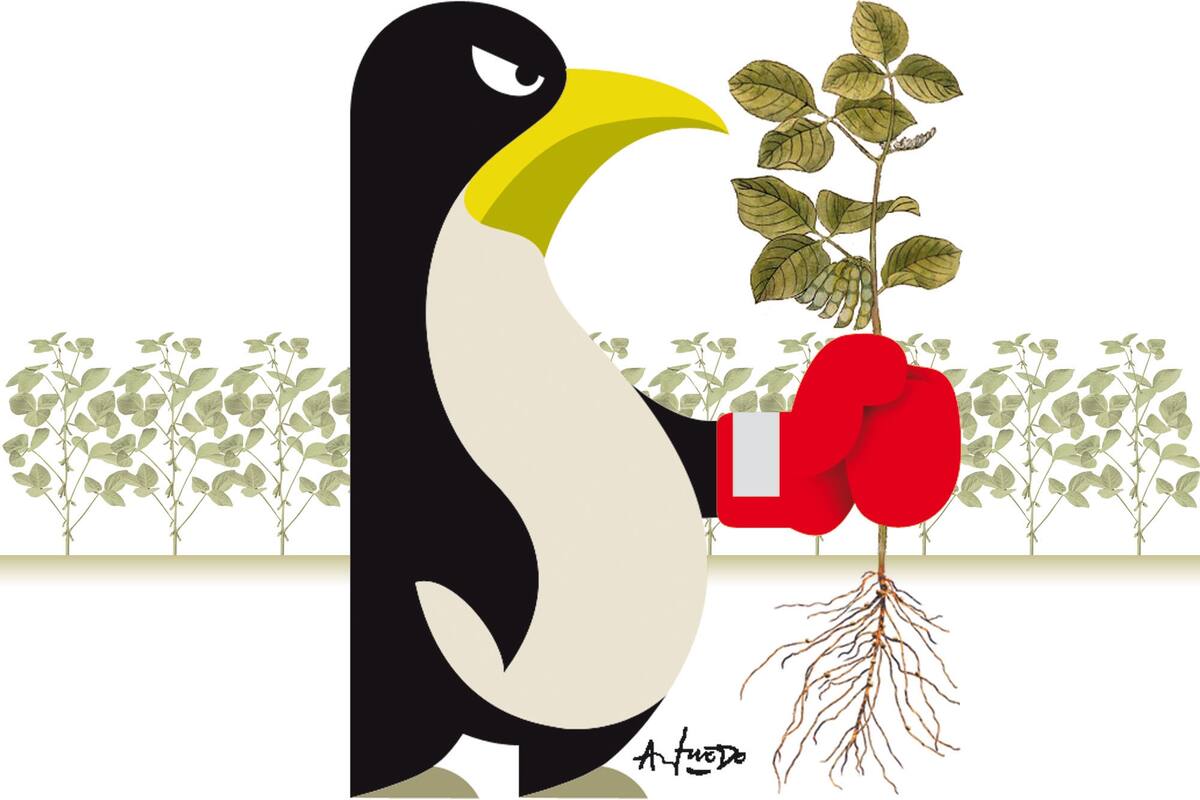 Vuelve la pelea con la soja