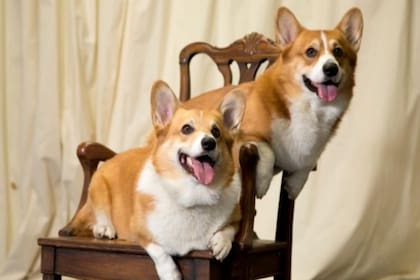 Vulcan, una cruza entre un Pembroke Welsh Corgi y un perro salchicha, fue enterrado en los jardines de Windsor