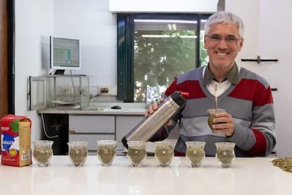 Walter Martínez, gerente de calidad, en pleno testeo de yerba.