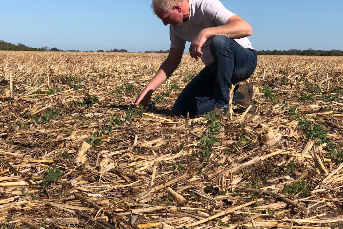 Walter Reichert es un productor que desarrolla un esquema especial de siembra de soja en agosto en Formosa y cosecha en diciembre, tras lo cual implanta maíz