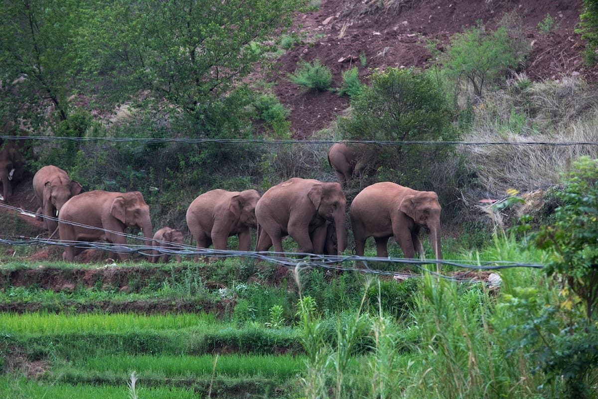 Wan Yong, quien encabeza el equipo que monitorea a los elefantes, dijo en la conferencia de prensa el lunes que la manada había cruzado el río Yuanjiang y continuaba hacia el sur.
