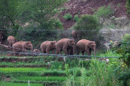 Wan Yong, quien encabeza el equipo que monitorea a los elefantes, dijo en la conferencia de prensa el lunes que la manada había cruzado el río Yuanjiang y continuaba hacia el sur.