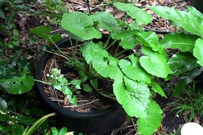 Wasabi, planta