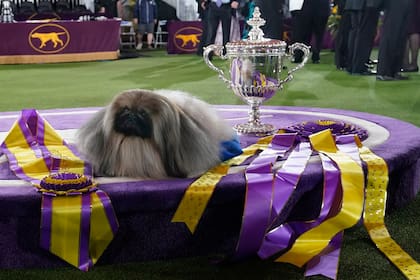 Wasabi, un perro pequinés, descansa en el podio luego de ganar el premio en la exhibición canina del Westminster Kennel Club el pasado domingo