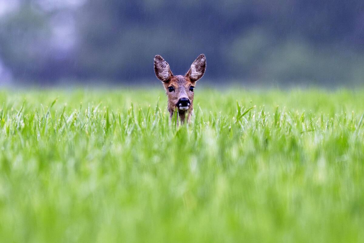 Wehrheim, Alemania. Edición fotográfica de Jesica Rizzo