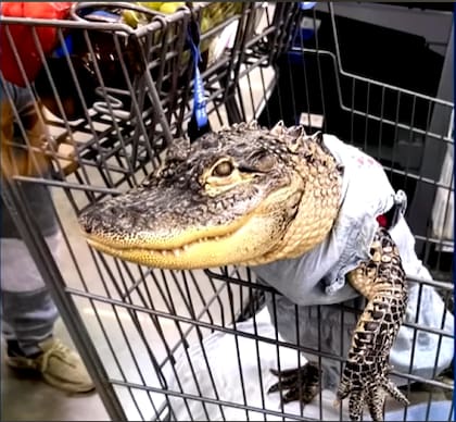 Wesley Silva y su caimán visitaban el Walmart local frecuentemente (NBC)