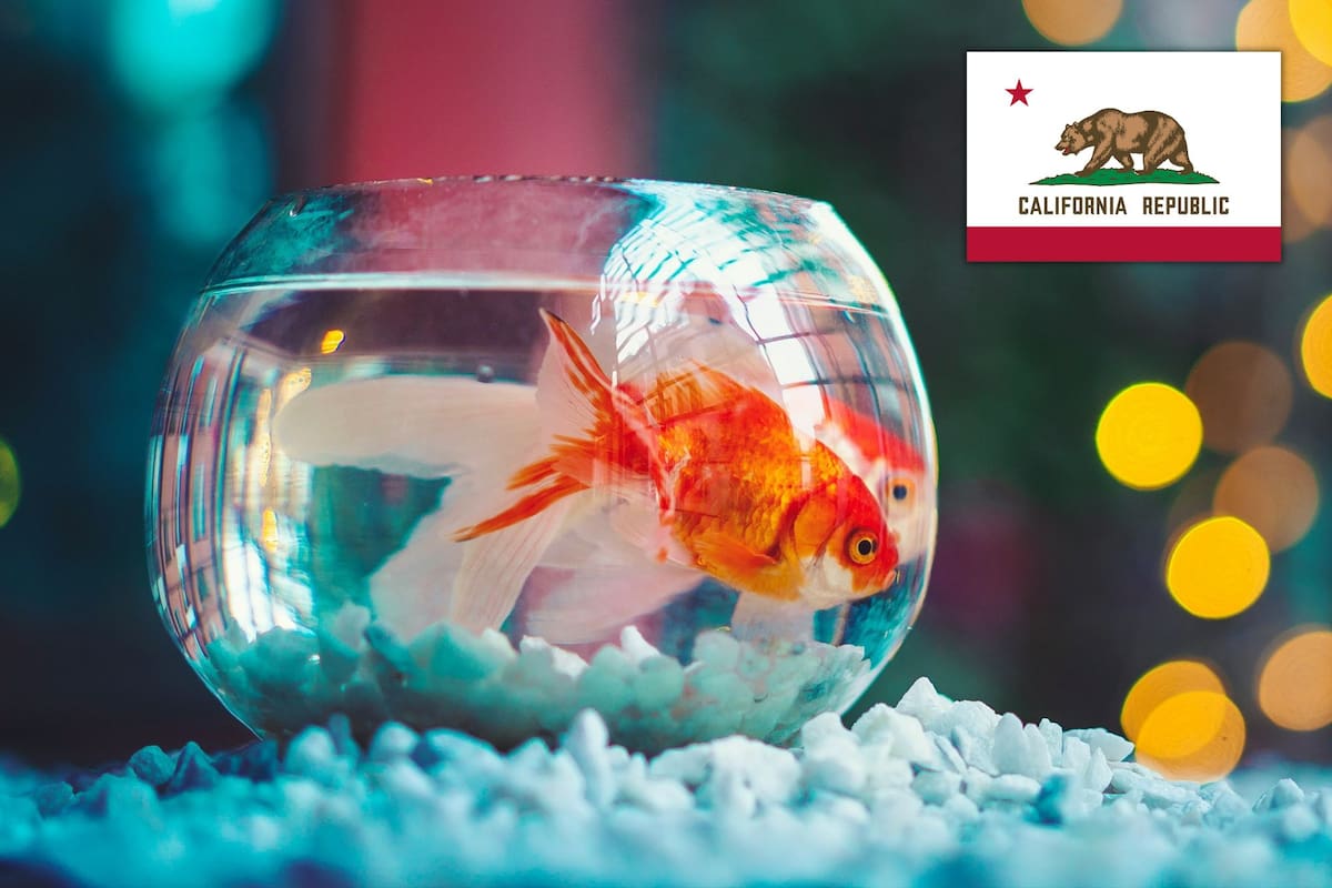 West Hollywood amplió la cantidad de animales que no se podrán ofrecer en tiendas de mascotas (Unsplash/Ahmed Hasan)