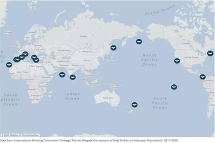 Whale Safe mostrará los lugares en donde las ballenas se encuentran
