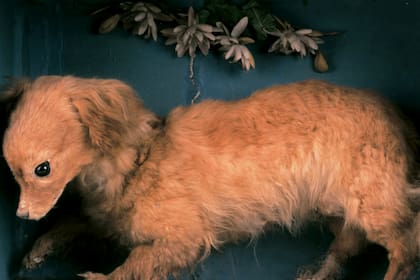 "Whiskey," el turnspit embalsamado que se exhibe en el museo Abergavenny de Gales