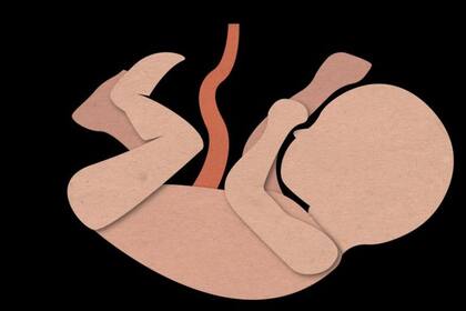 WI-38 es una de las líneas celulares más usadas en todo el planeta y se obtuvo a partir de un feto humano de tres meses