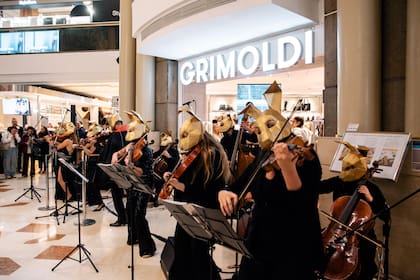 Wild Strings en Grimoldi.