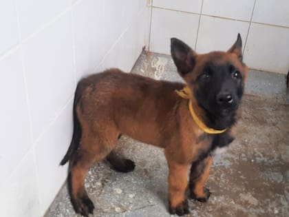 Wilson de cachorro