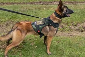 Wilson, el perro perdido durante la Operación Esperanza